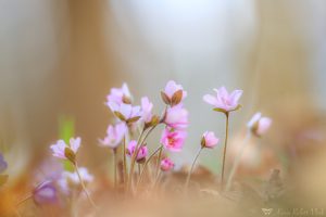 Anemone hepatica - Hepatica nobilis / Leberblümchen