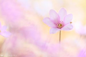 Anemone hepatica - Hepatica nobilis / Leberblümchen