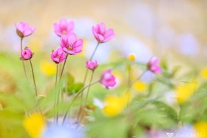 Anemone hepatica - Hepatica nobilis / Leberblümchen