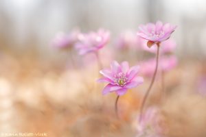 Anemone hepatica - Hepatica nobilis / Leberblümchen