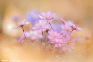 Anemone hepatica - Hepatica nobilis / Leberblümchen