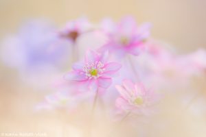 Anemone hepatica - Hepatica nobilis / Leberblümchen