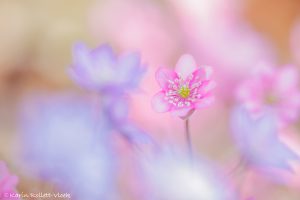 Anemone hepatica - Hepatica nobilis / Leberblümchen