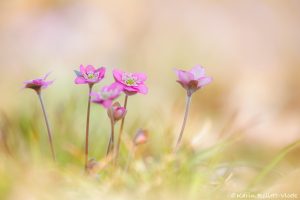 Anemone hepatica - Hepatica nobilis / Leberblümchen