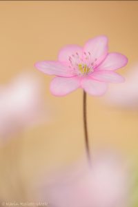 Anemone hepatica - Hepatica nobilis / Leberblümchen