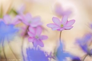 Anemone hepatica - Hepatica nobilis / Leberblümchen