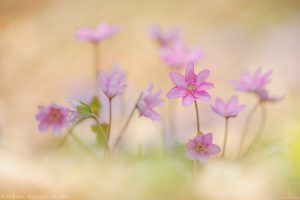 Anemone hepatica - Hepatica nobilis / Leberblümchen