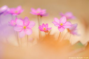 Anemone hepatica - Hepatica nobilis / Leberblümchen