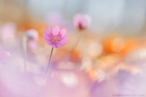 Anemone hepatica - Hepatica nobilis / Leberblümchen