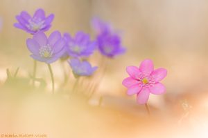 Anemone hepatica - Hepatica nobilis / Leberblümchen