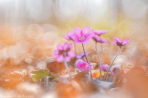 Anemone hepatica - Hepatica nobilis / Leberblümchen