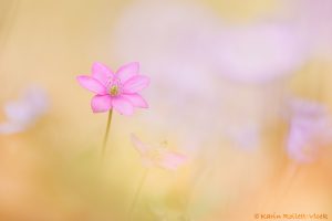 Anemone hepatica - Hepatica nobilis / Leberblümchen