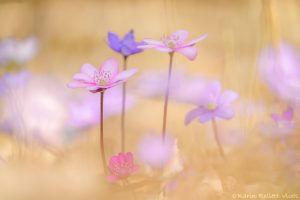 Anemone hepatica - Hepatica nobilis / Leberblümchen