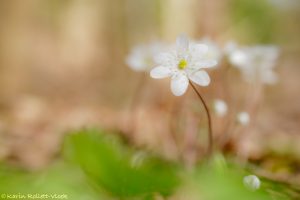 Anemone hepatica - Hepatica nobilis / Leberblümchen