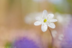 Anemone hepatica - Hepatica nobilis / Leberblümchen