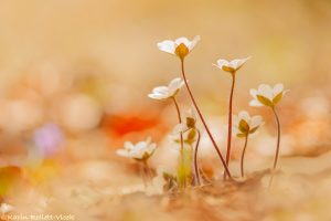 Anemone hepatica - Hepatica nobilis / Leberblümchen