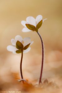 Anemone hepatica - Hepatica nobilis / Leberblümchen