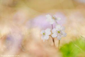 Anemone hepatica - Hepatica nobilis / Leberblümchen