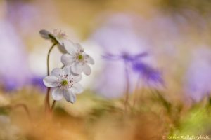 Anemone hepatica - Hepatica nobilis / Leberblümchen