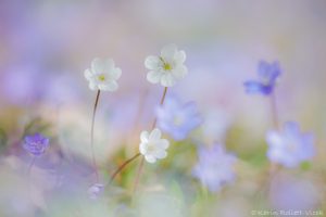 Anemone hepatica - Hepatica nobilis / Leberblümchen