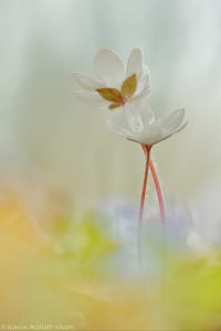 Anemone hepatica - Hepatica nobilis / Leberblümchen