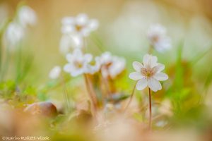 Anemone hepatica - Hepatica nobilis / Leberblümchen