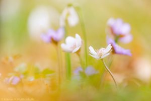 Anemone hepatica - Hepatica nobilis / Leberblümchen