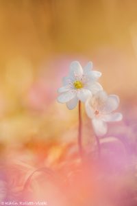 Anemone hepatica - Hepatica nobilis / Leberblümchen