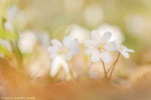 Anemone hepatica - Hepatica nobilis / Leberblümchen