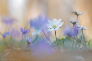 Anemone hepatica - Hepatica nobilis / Leberblümchen