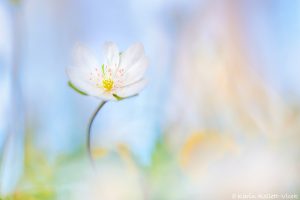 Anemone hepatica - Hepatica nobilis / Leberblümchen