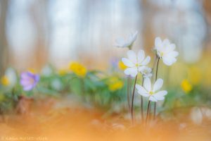 Anemone hepatica - Hepatica nobilis / Leberblümchen