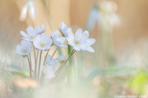 Anemone hepatica - Hepatica nobilis / Leberblümchen