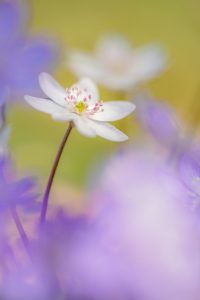 Anemone hepatica - Hepatica nobilis / Leberblümchen