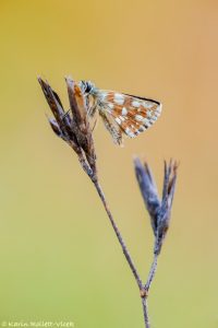 Spialia sertorius / Roter Würfel-Dickkopffalter / Red underwing skipper