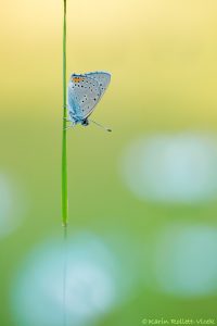 Lycaena hippothoe ssp. eurydame / Lilagold-Feuerfalter / Purple-edged copper