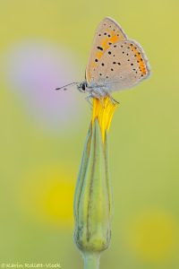 Lycaena hippothoe / Lilagold-Feuerfalter / Purple-edged copper