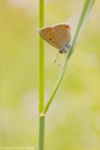 Lycaena hippothoe / Lilagold-Feuerfalter / Purple-edged copper