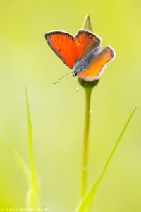 Lycaena hippothoe / Lilagold-Feuerfalter / Purple-edged copper