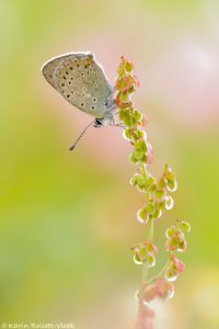 Lycaena hippothoe / Lilagold-Feuerfalter / Purple-edged copper