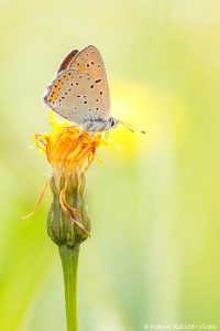 Lycaena hippothoe / Lilagold-Feuerfalter / Purple-edged copper