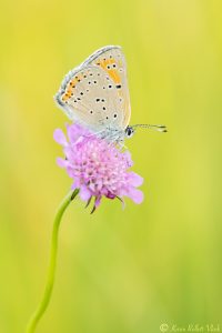 Lycaena hippothoe / Lilagold-Feuerfalter / Purple-edged copper