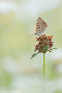 Lycaena hippothoe / Lilagold-Feuerfalter / Purple-edged copper