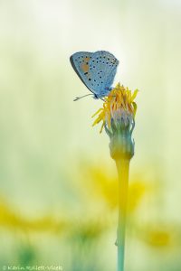 Lycaena hippothoe / Lilagold-Feuerfalter / Purple-edged copper