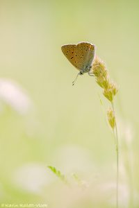 Lycaena hippothoe / Lilagold-Feuerfalter / Purple-edged copper