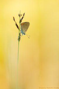 Lycaena hippothoe / Lilagold-Feuerfalter / Purple-edged copper