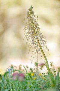 Himantoglossum hircinum / Bocks-Riemenzunge / Lizard orchid