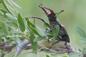 Lucanus cervus / Hirschkäfer