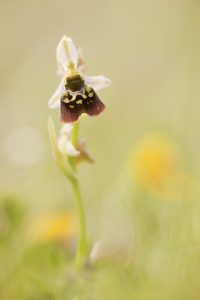 Ophrys holoserica / Hummel-Ragwurz / Late Spider Orchid