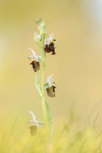 Ophrys holoserica / Hummel-Ragwurz / Late Spider Orchid